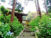 あじさい寺　本光寺