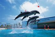 イルカショー 　大ジャンプ