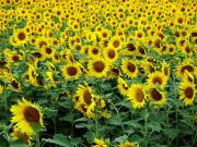 観光農園「花ひろば」